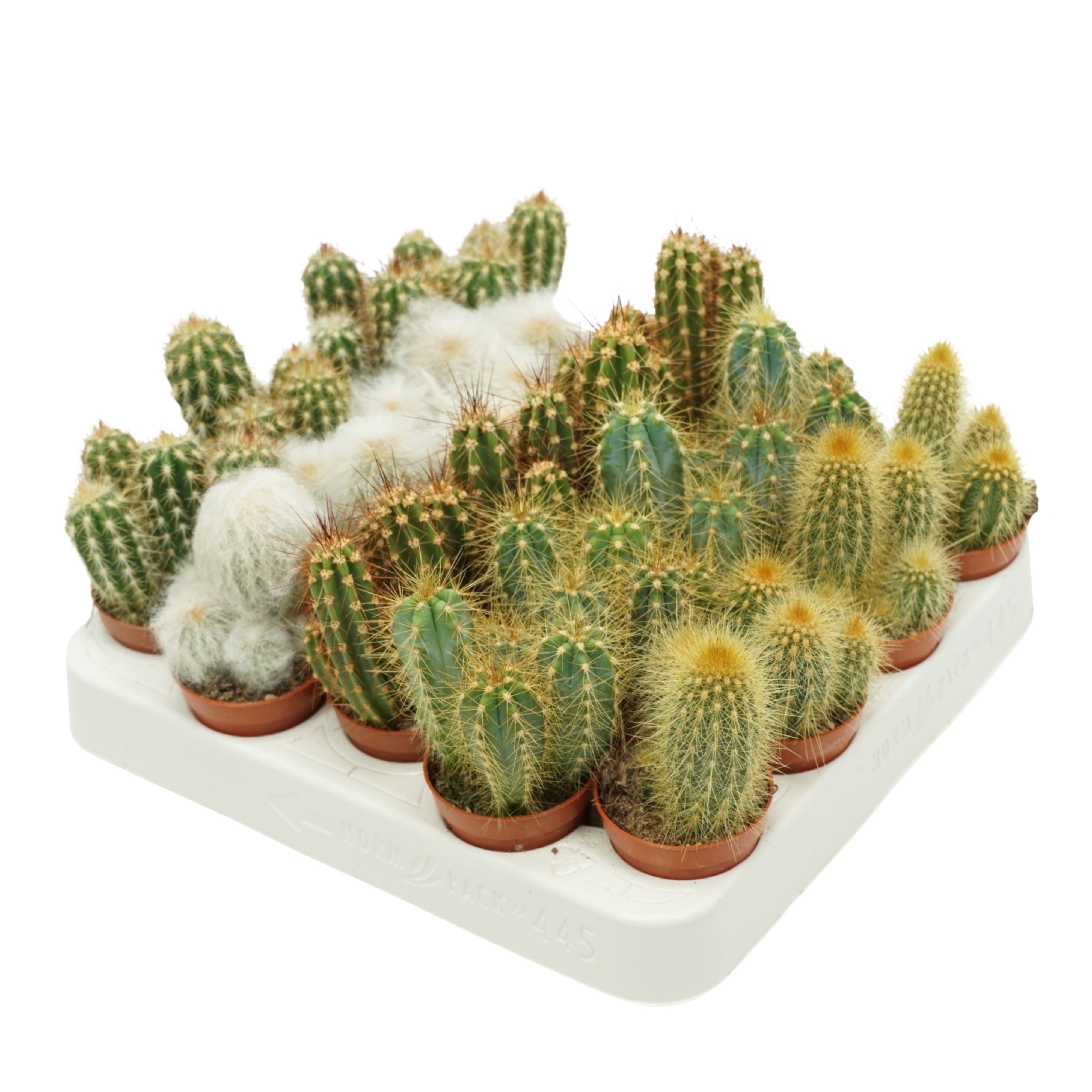 Cereus mix 5,5 cm op rij in presentatiedoos, D 5,5