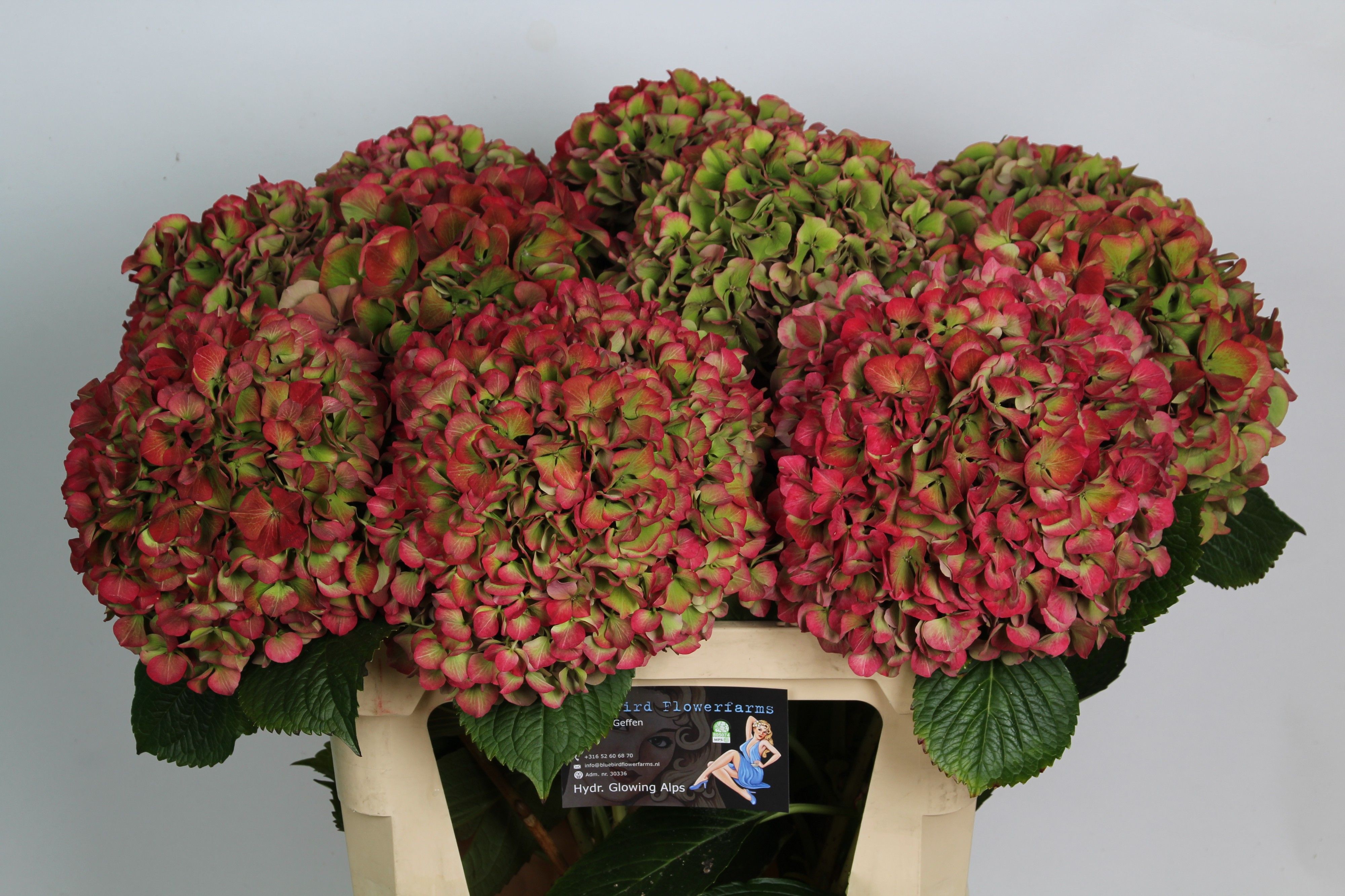 Гортензия Глоуин Альпс Классик 80, шт. Гортензия Глоуин Альпс Классик 80, шт.