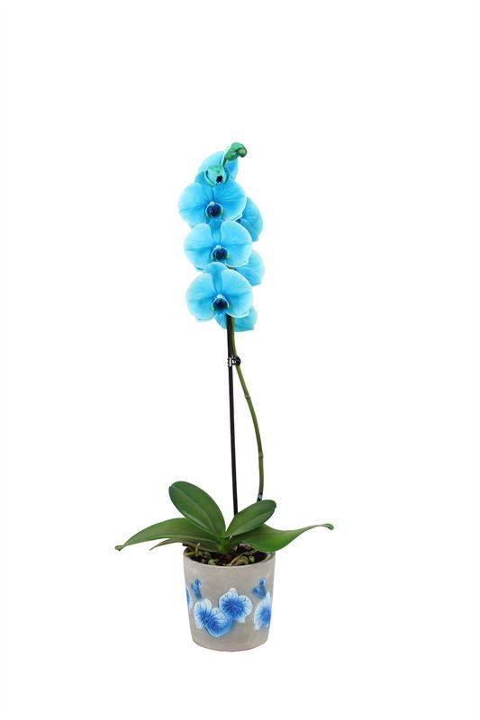Fiore blue Phal I am Ocean Blue 1T09+, D 12 cm