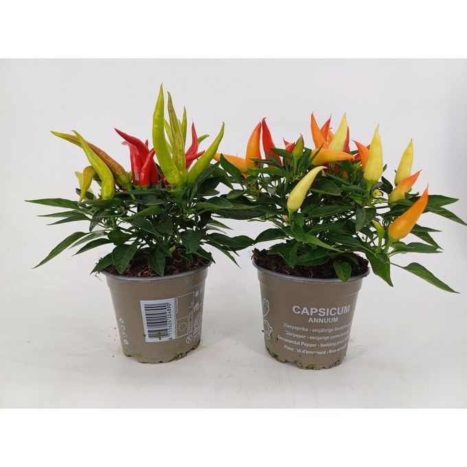 645 SV : Pot 12 cm Capsicum gemengd, D 12