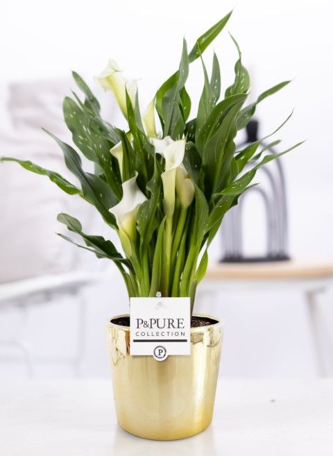 Zantedeschia white in P&PURE Laryssa ceramics shiny gold, D 12