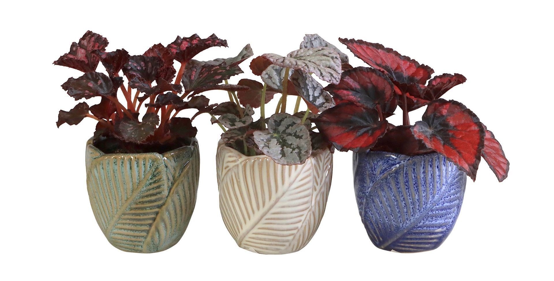 L 66074 With Begonia Mix 6 cm, D 6