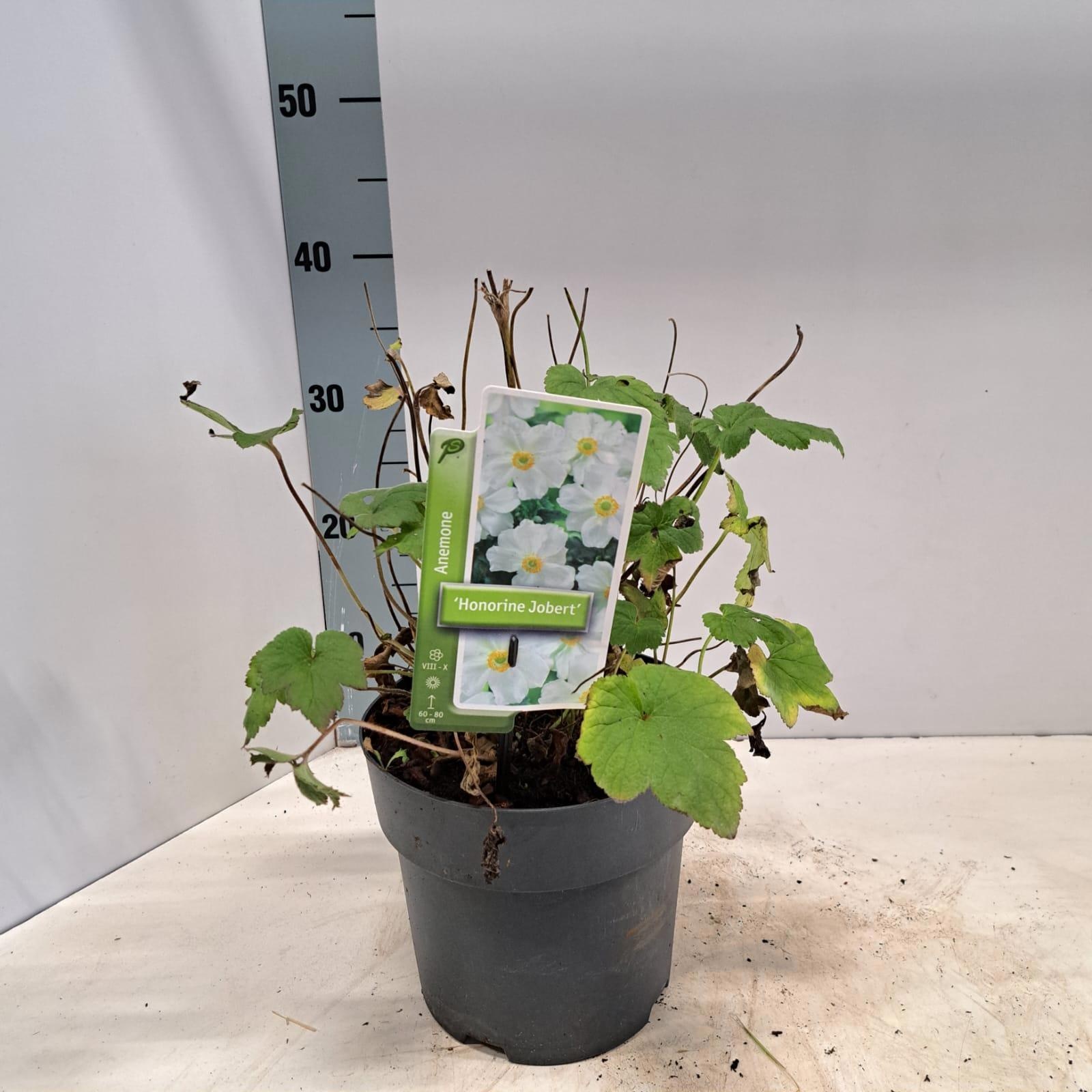 Anemone 'Honorine Jobert', D 19