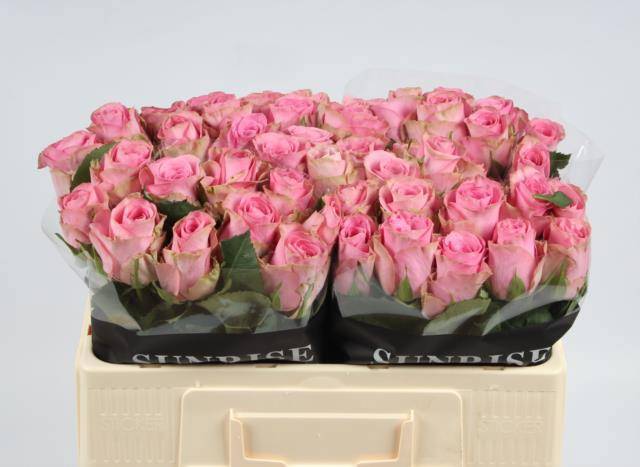 Роза од. Ренесанс 50, шт.