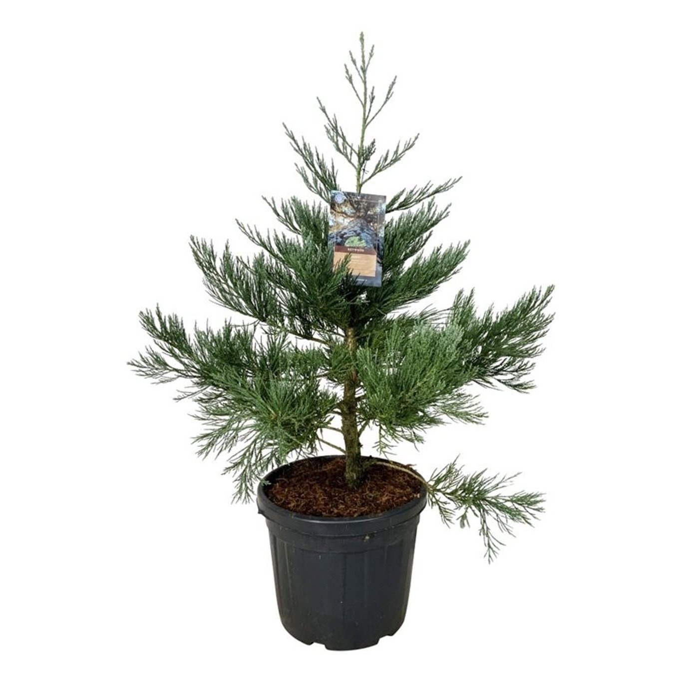 Sequoiadendron g. 'H. Mammoth One', D 50