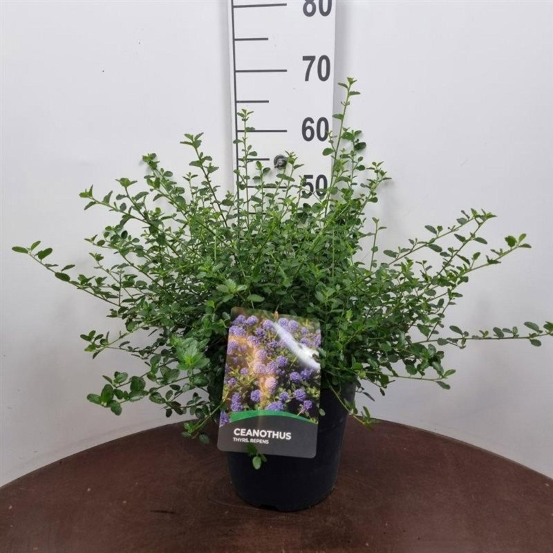 Ceanothus thyrsiflorus repens, D 29