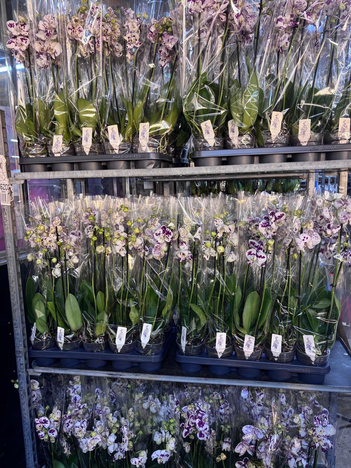 Phalaenopsis Anthura Marrakesh 3 tak Marrakesh, D 12