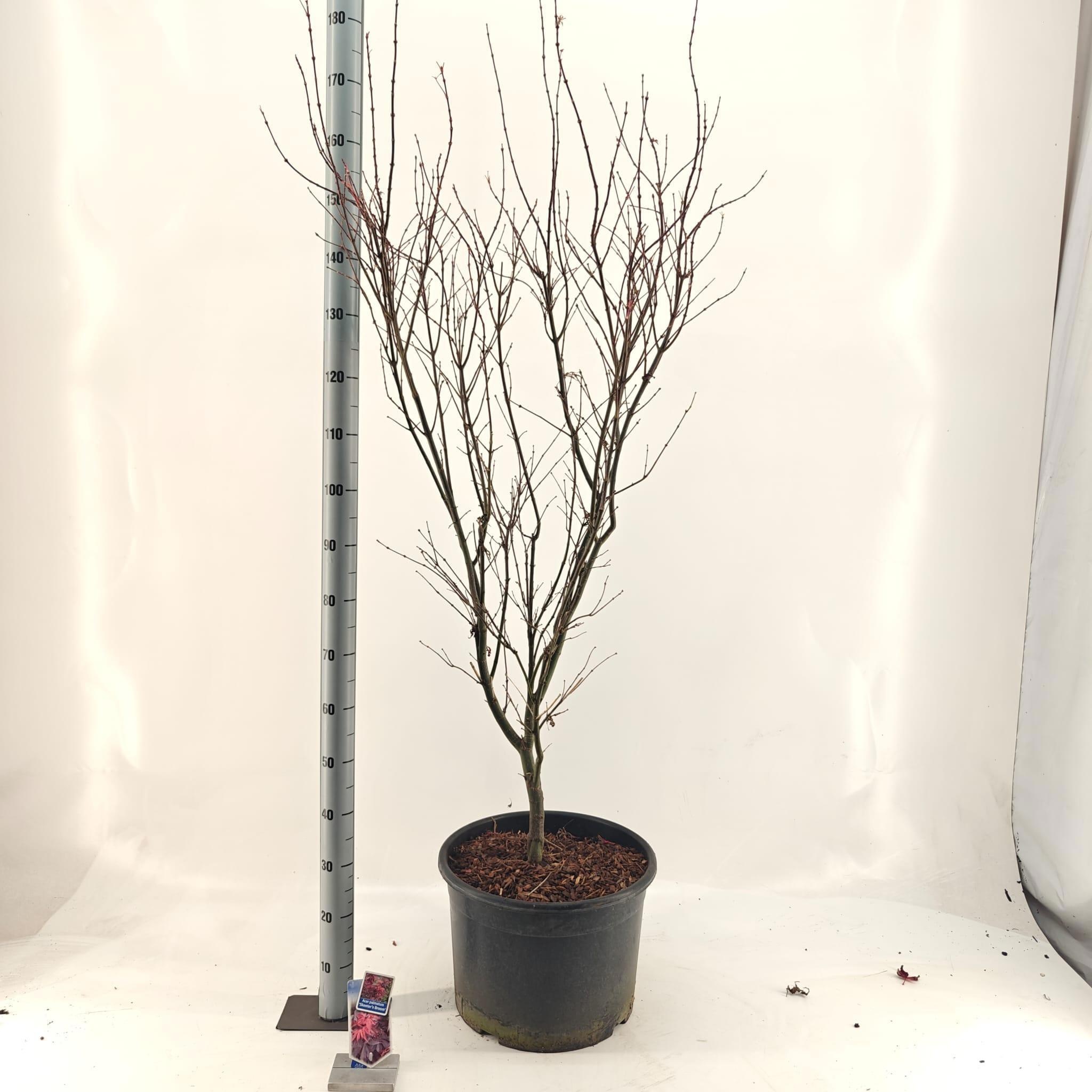 Acer pal. 'Skeeters Broom', D 40