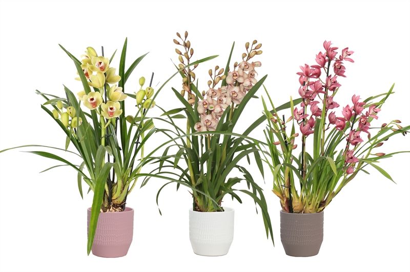 Tirza p12 scores mix Cymbidium mix 3T15+, D 12 cm