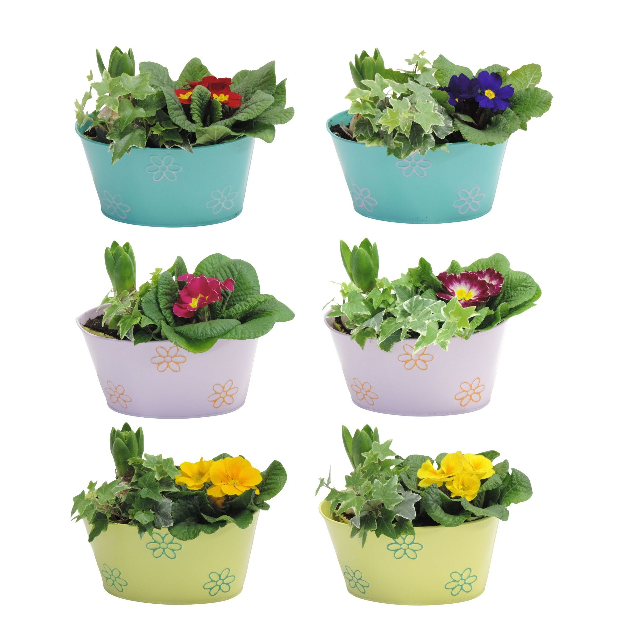 Daisy Early Spring Specials Arrangement Hyacint in Zink 19 cm, D 19