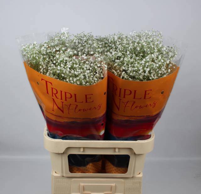 Гипсофила Экселенс 80, шт.