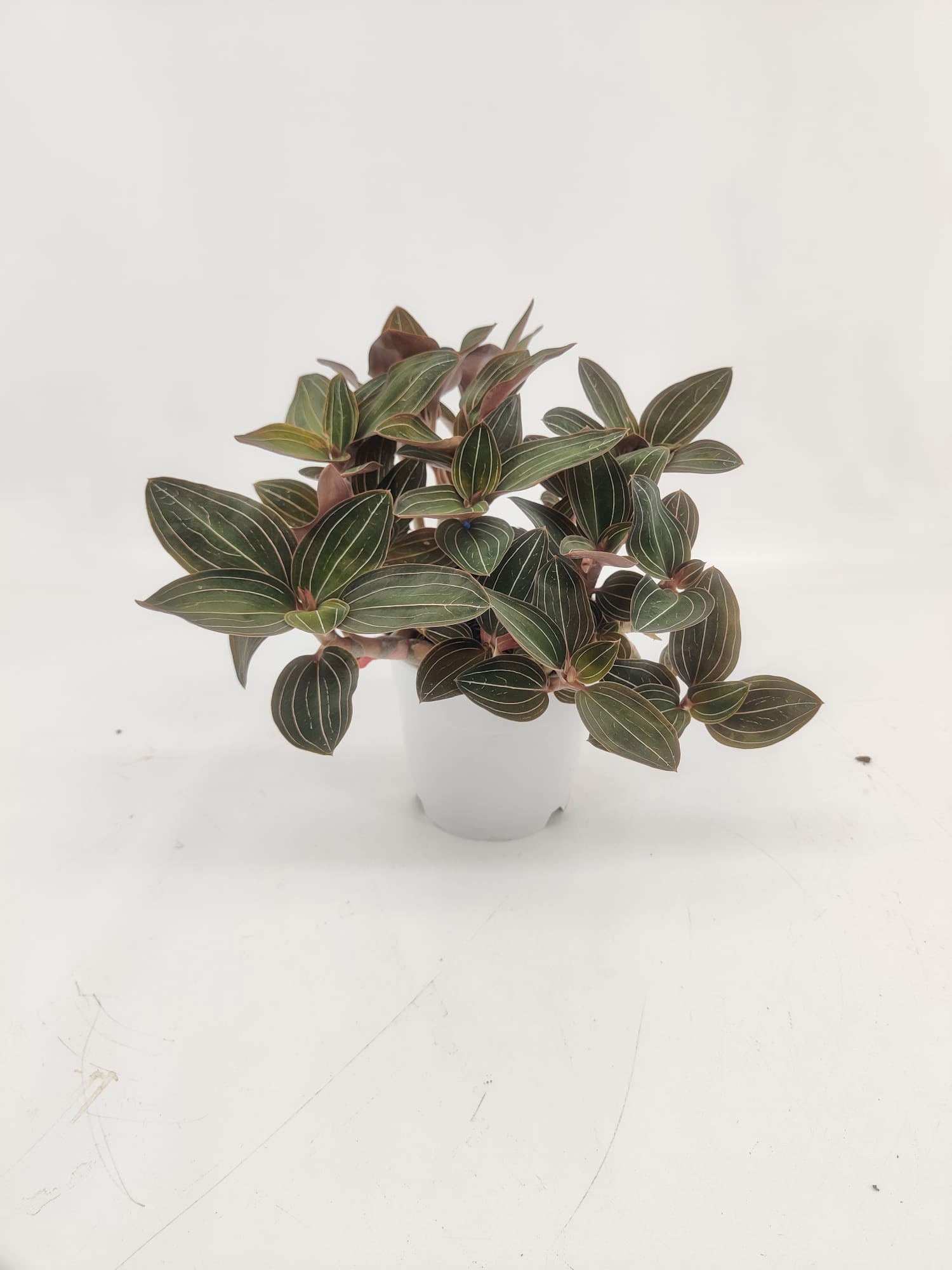 Ludisia Discolor, D 12 cm