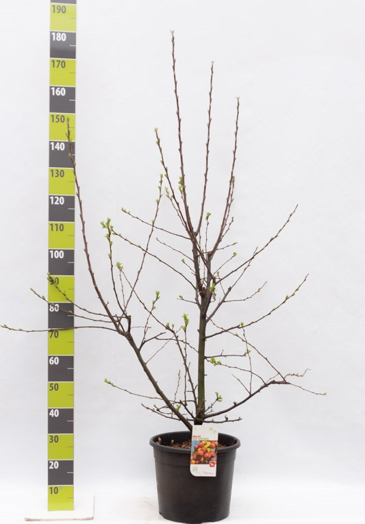 Malus 'Red Sentinel' C 20, D 36
