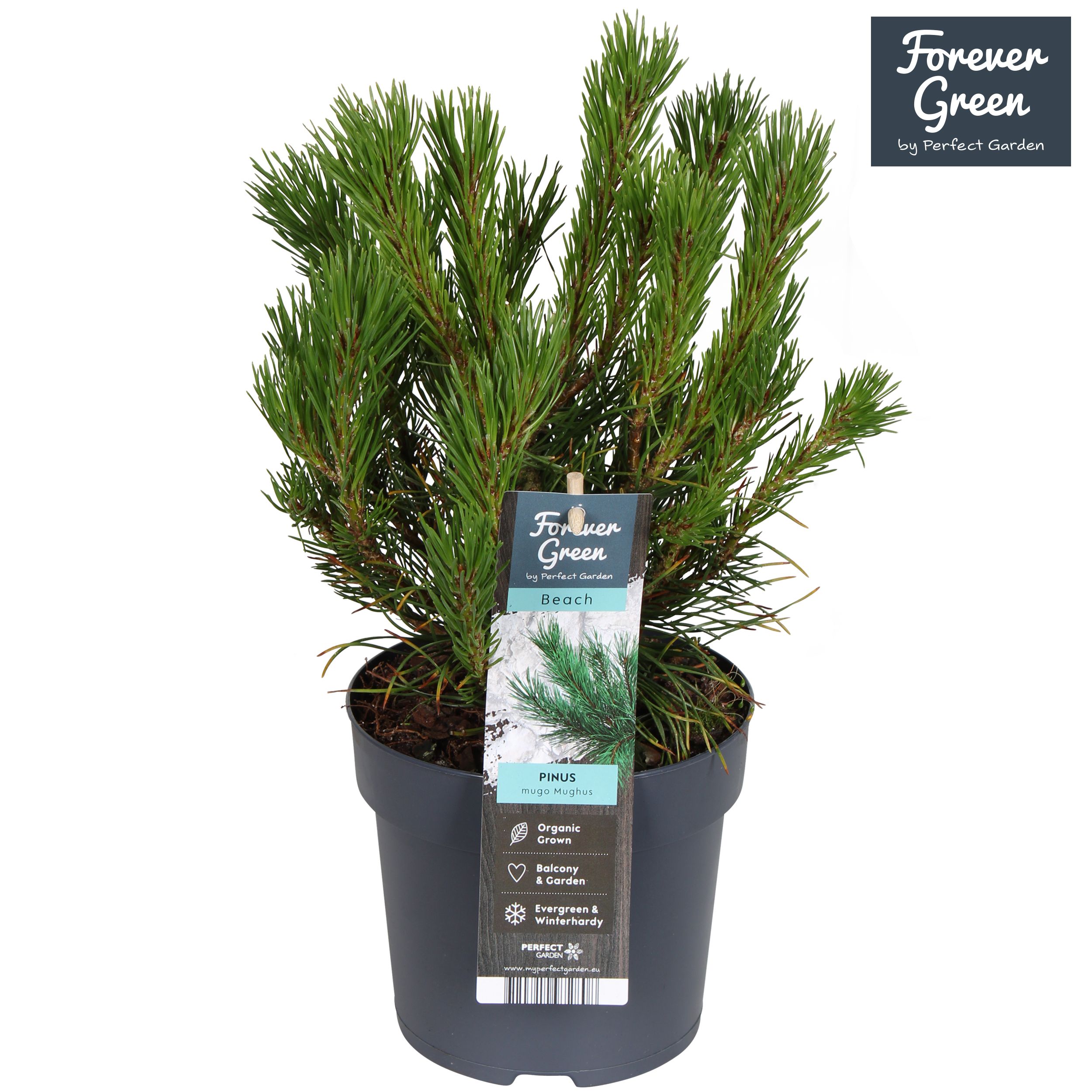 Pinus mugo var. mughus P14, D 14 cm Pinus mugo var. mughus P14, D 14 cm