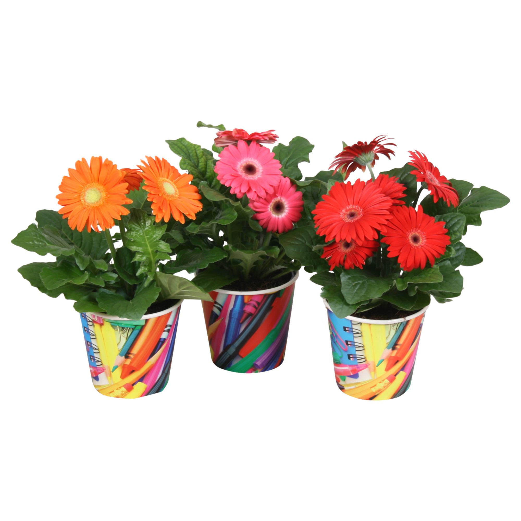 Gerbera Gemengd 2+ bl 12cm in paperclip beker, D 12 cm