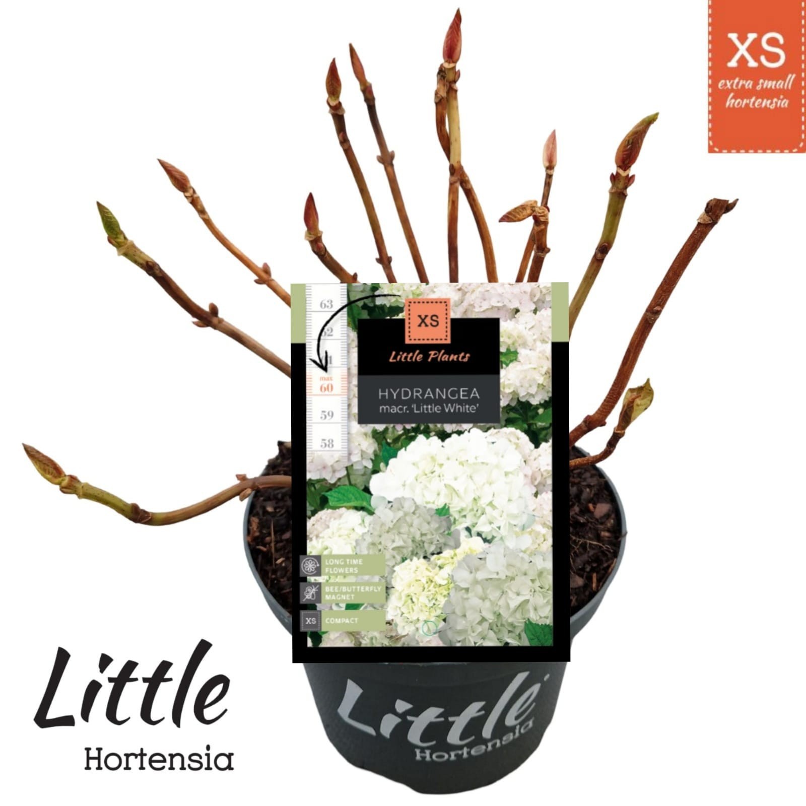 Hydrangea macr. 'Little XS White', D 17