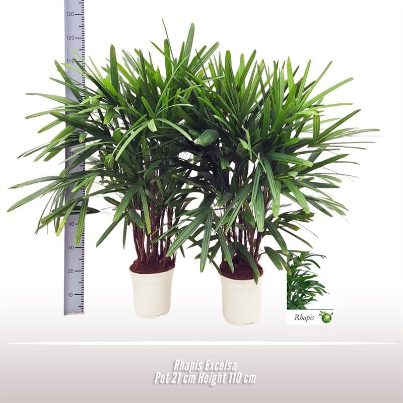 Rhapis excelsa, D 21