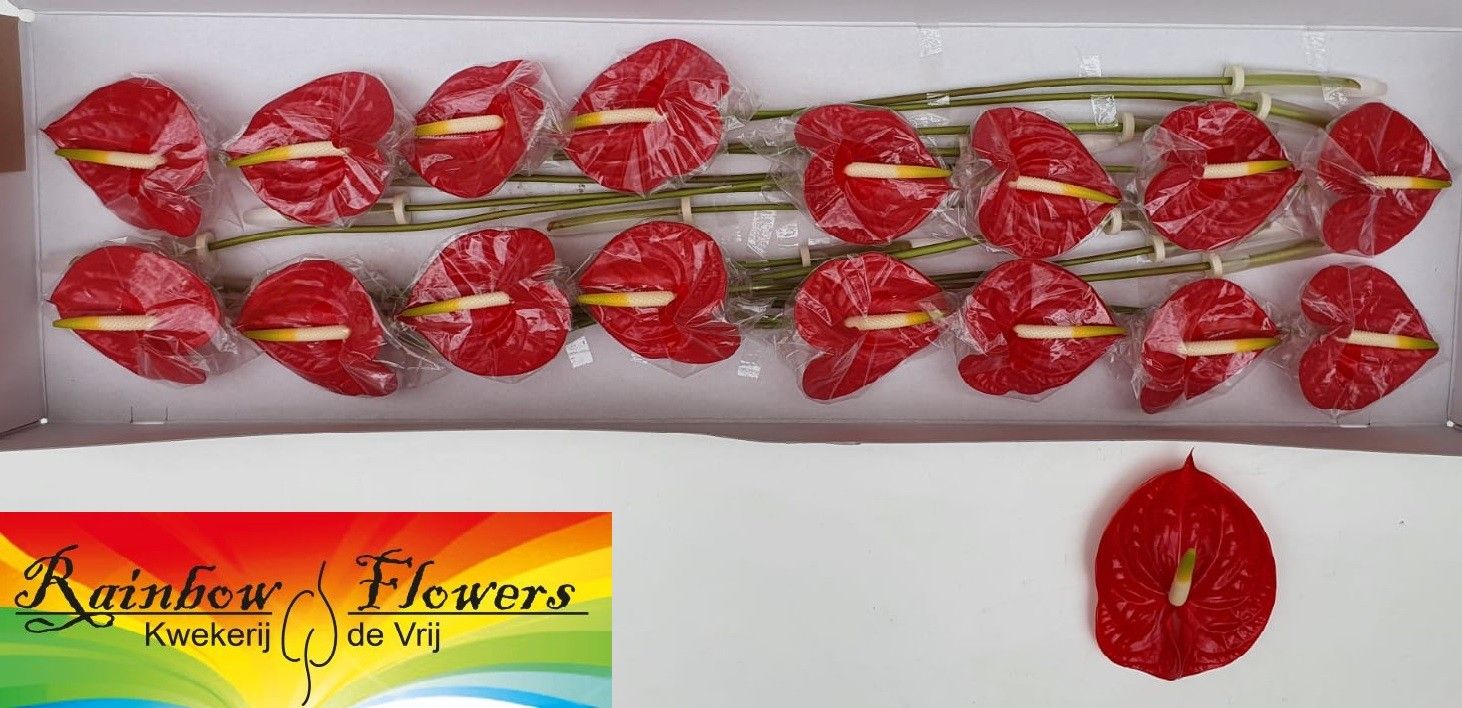 Антуриум Тропикал x16, шт.