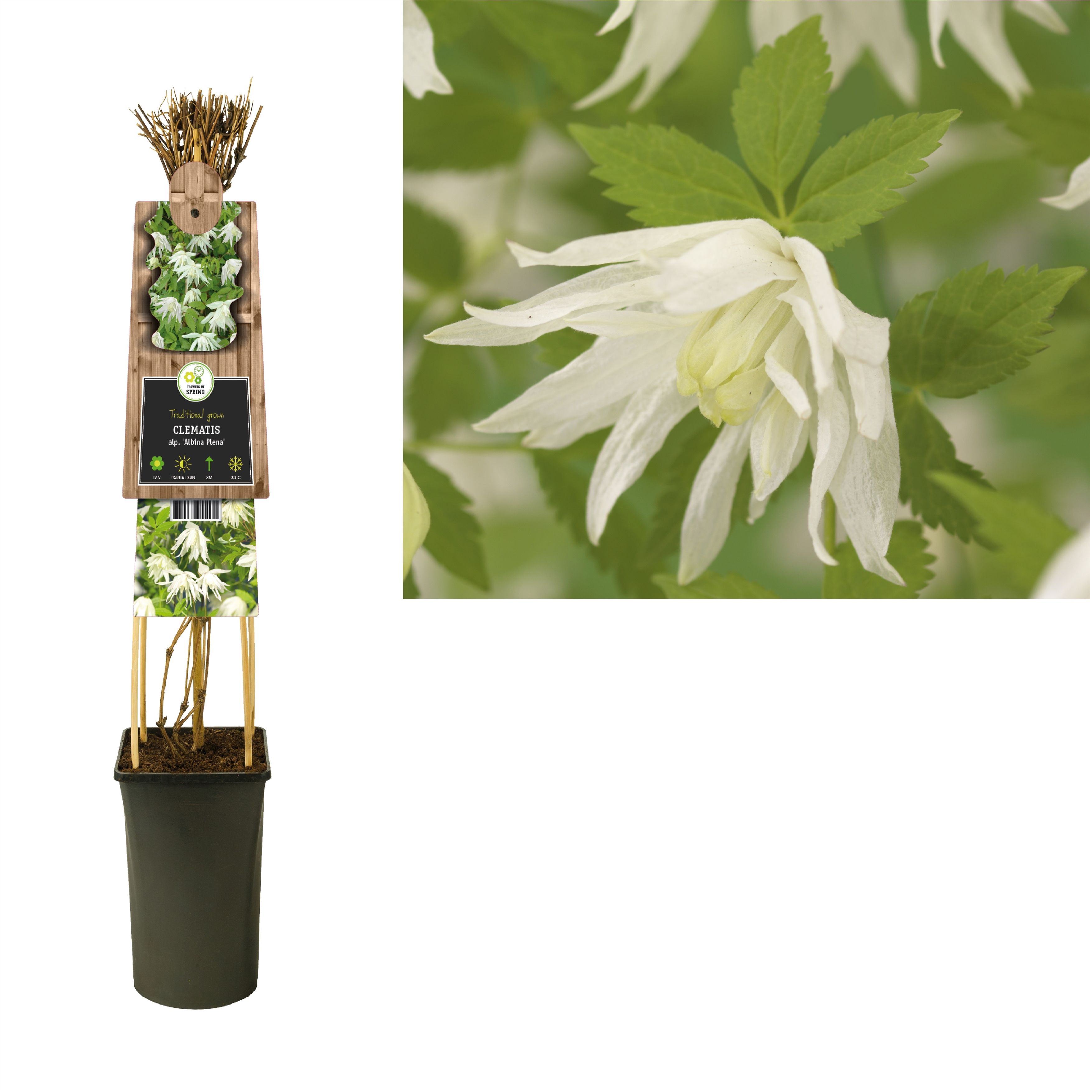 Clematis alp. 'Albina Plena' +3.0 label, D 17