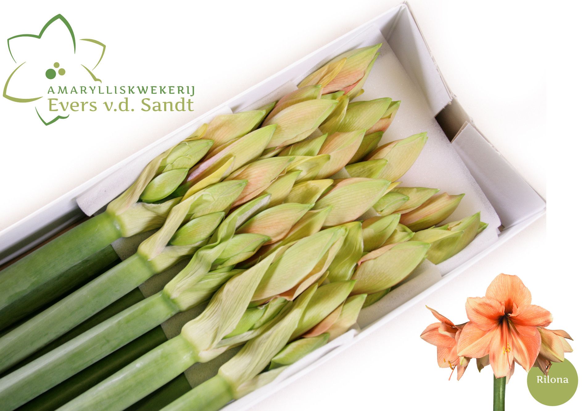 Амарилис Риллона (сальм.) x15, шт.