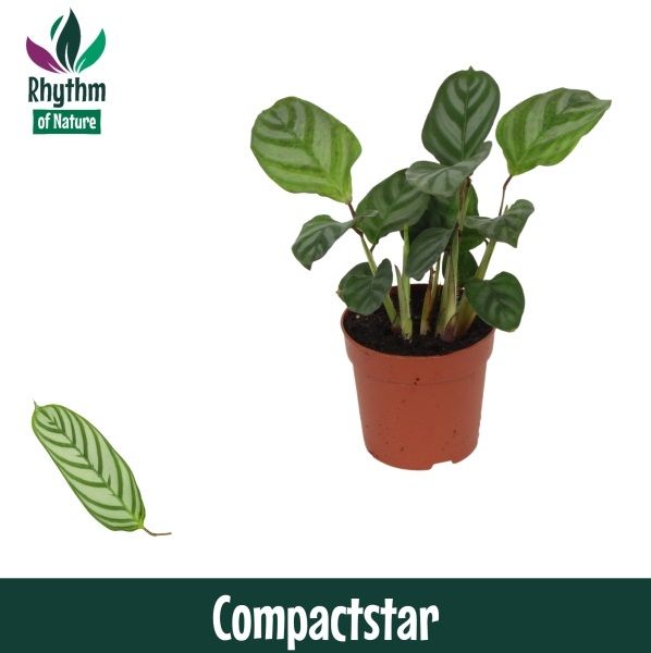 Calathea 7cm Compactstar, D 7