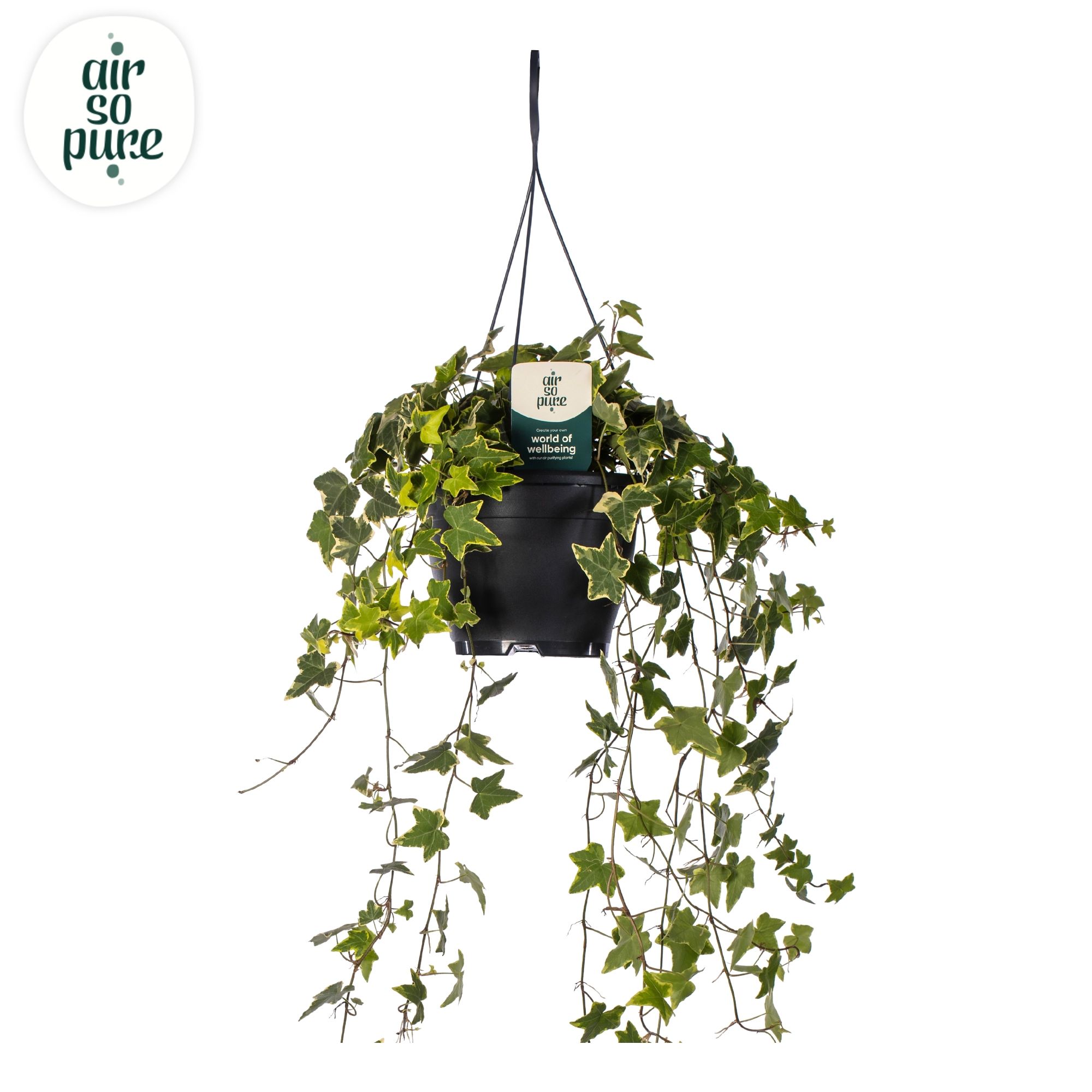 Hedera helix yellow Air So Pure, D 19