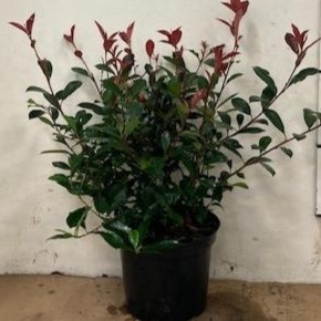 Photinia fra. 'Carré Rouge', D 29