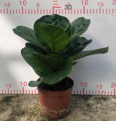 Фикус лировидный 11 30 (предзаказ)