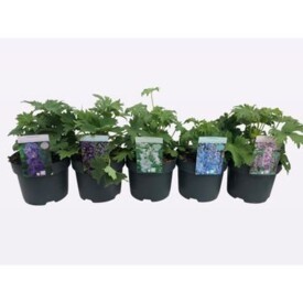 782 DVDS : Pot 19 cm DELPHINIUM mix colors, D 19