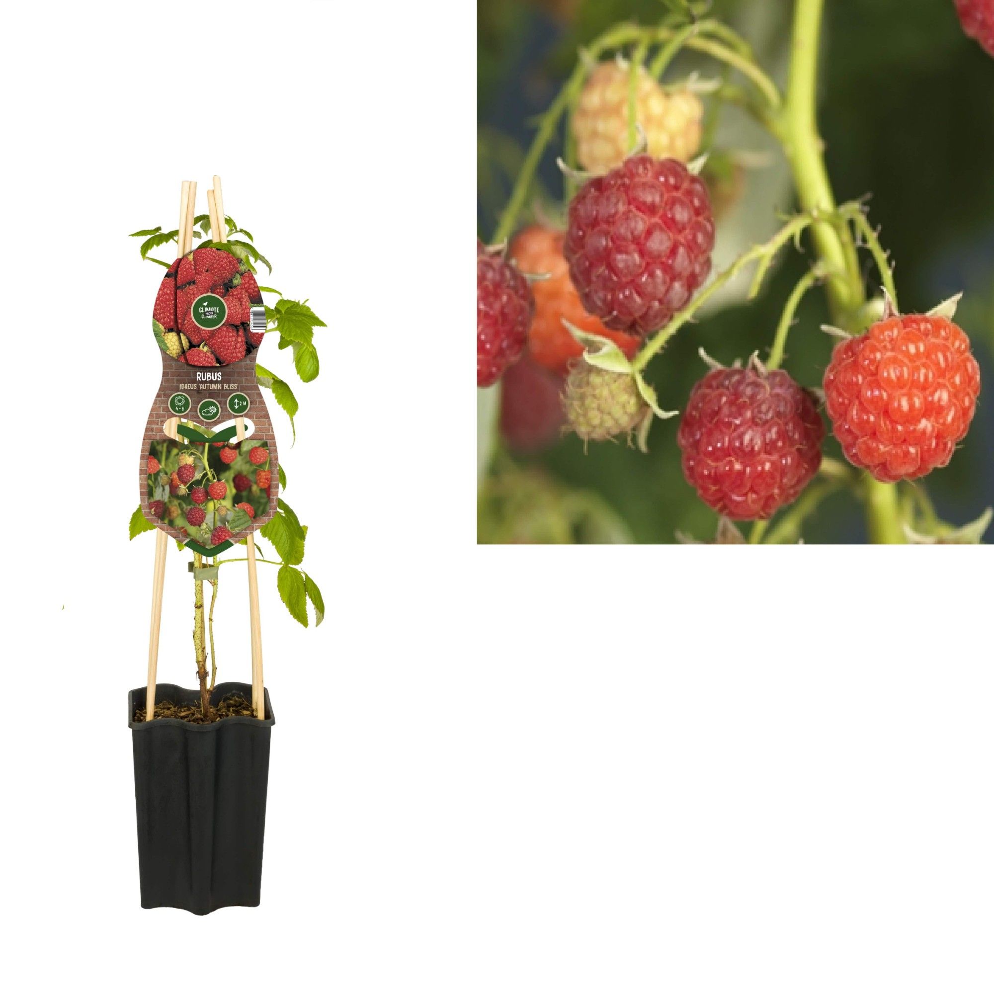 Rubus idaeus 'Autumn Bliss' +3.0 label, D 15 cm