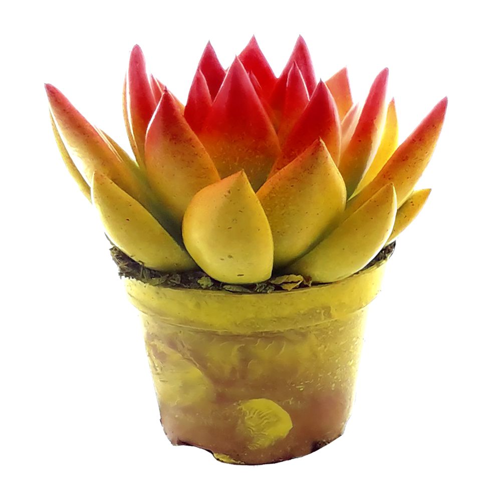 Miranda bicoloured yellow/red, D 6 cm