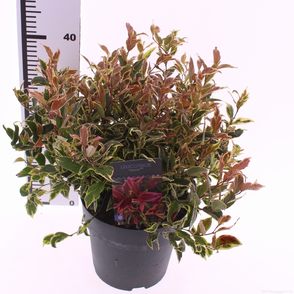 Leucothoe 'Firestar' PBR, D 23 cm
