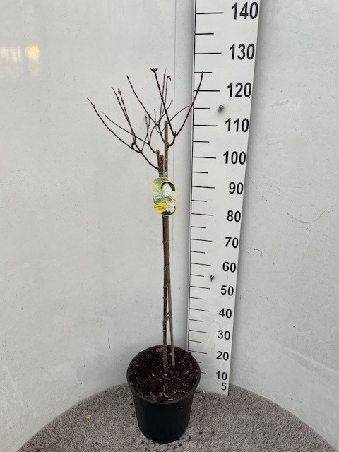 Hydrangea pan. Magical Mont Blanc 70-80 stam P28 C10, D 28