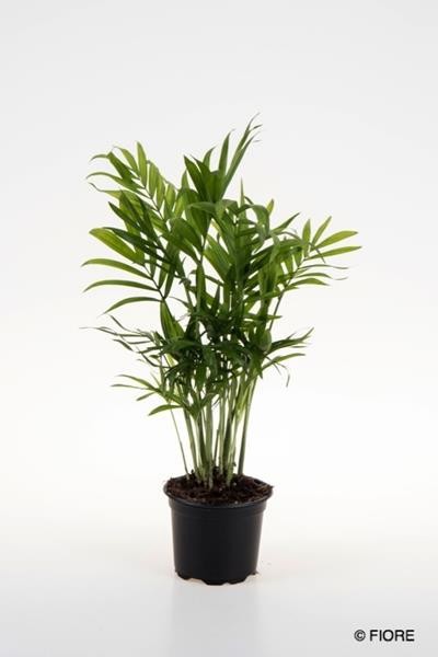 CHAMAEDOREA ELEGANS, D 9 cm