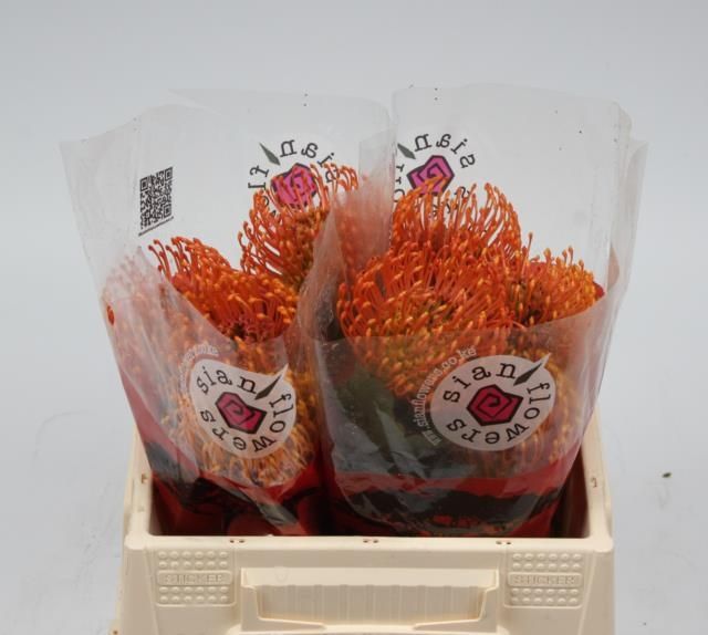 Нутанс Саксешн 35, шт.