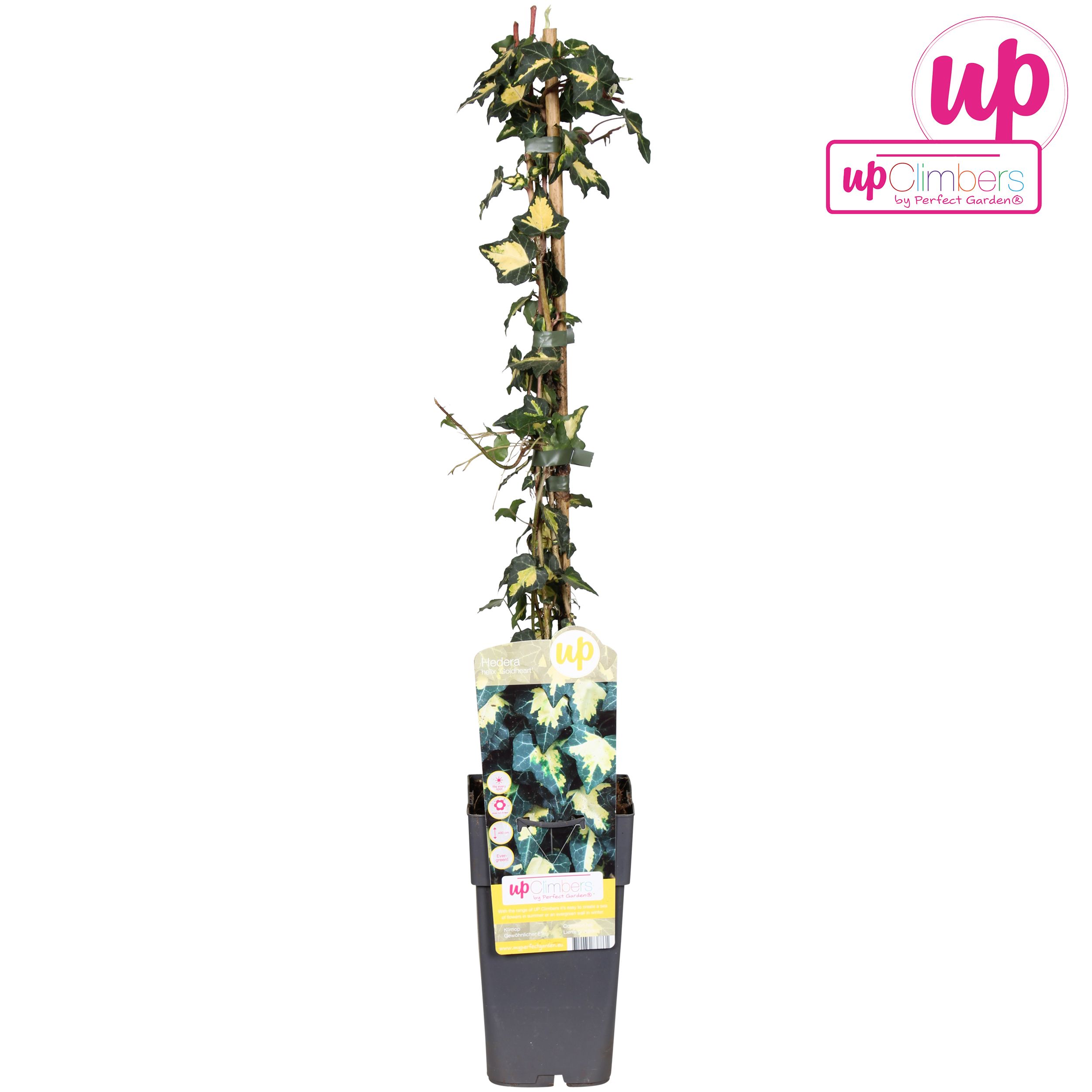 Hedera helix Goldheart P15, D 15