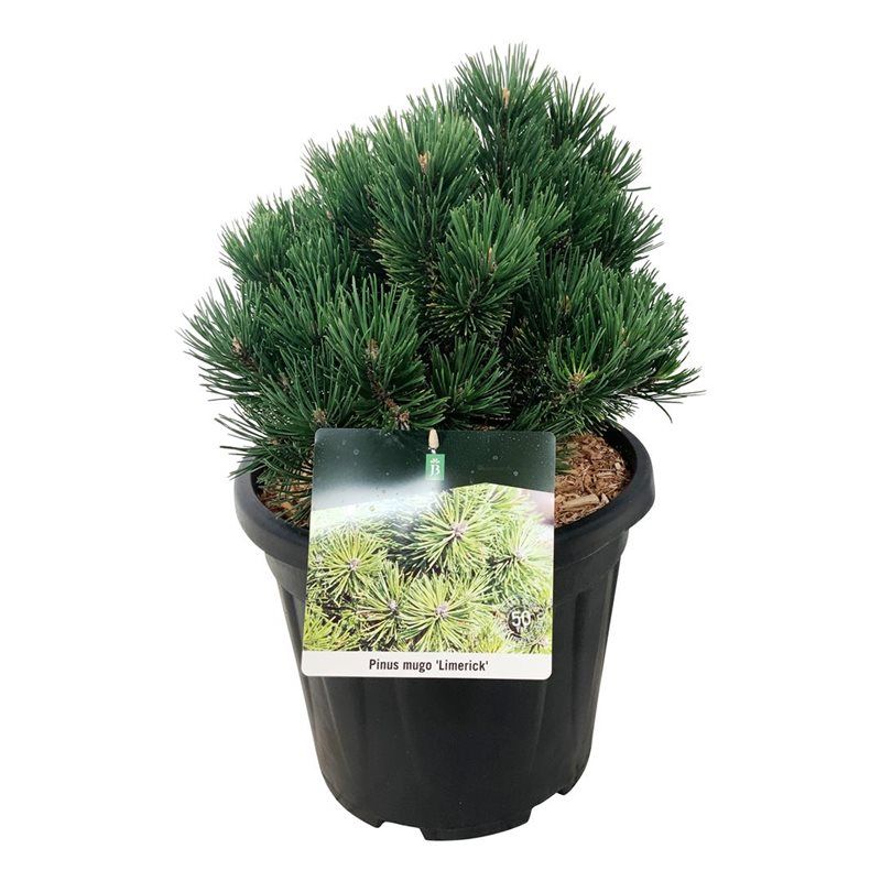 Pinus mugo 'Limerick', D 32