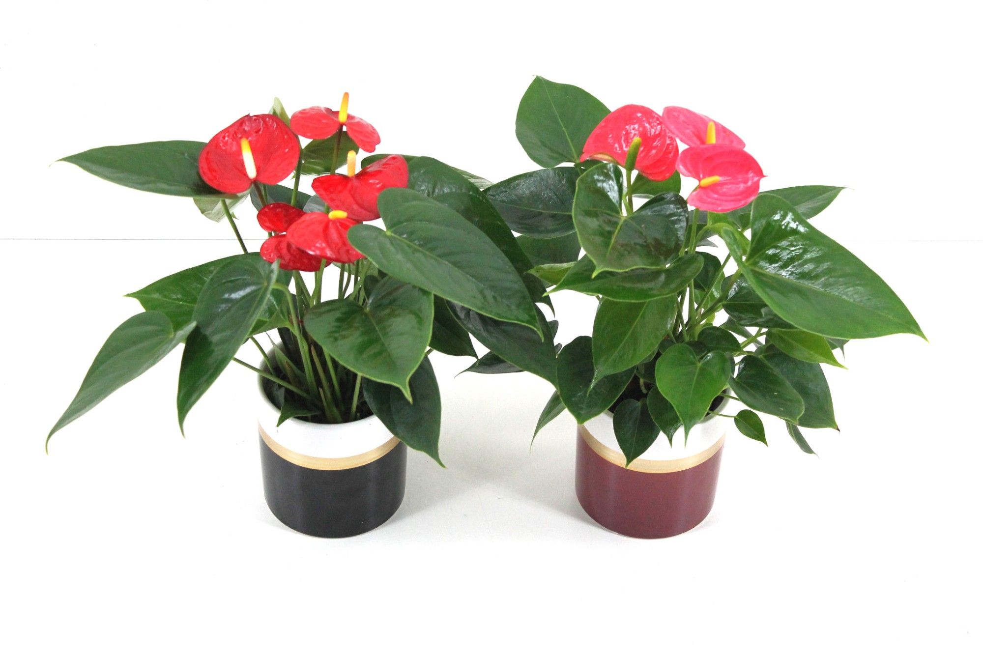 Anthurium Flamingomix 9cm met keramieken potje, D 9