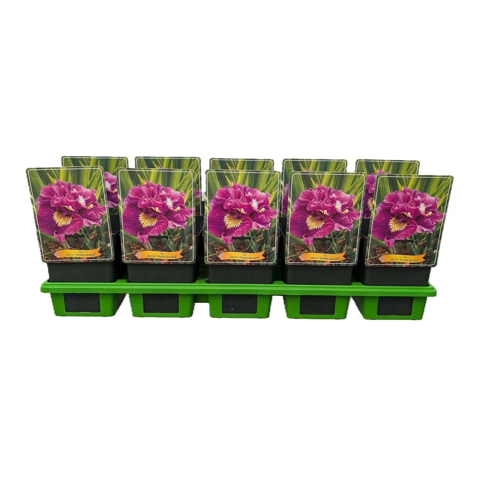 Iris Sibirica 'Double Standard' P11, D 11
