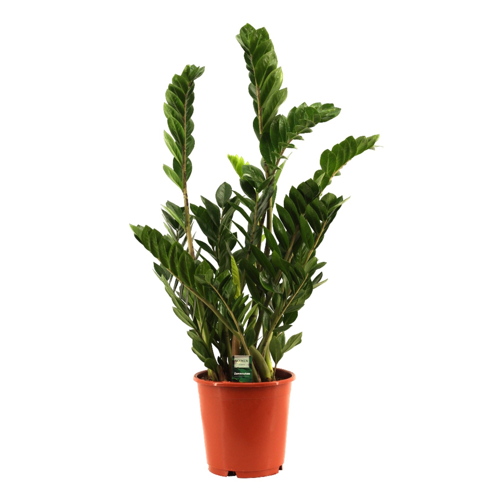 Zamioculcas 24 cm, D 24