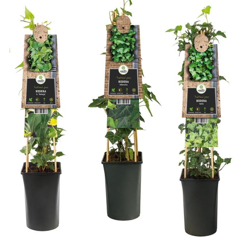 Mixshelf Hedera green leaves +3.0 label, D 17