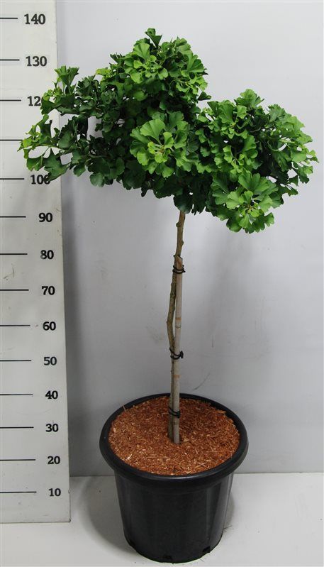 Ginkgo bil. 'Mariken', D 38