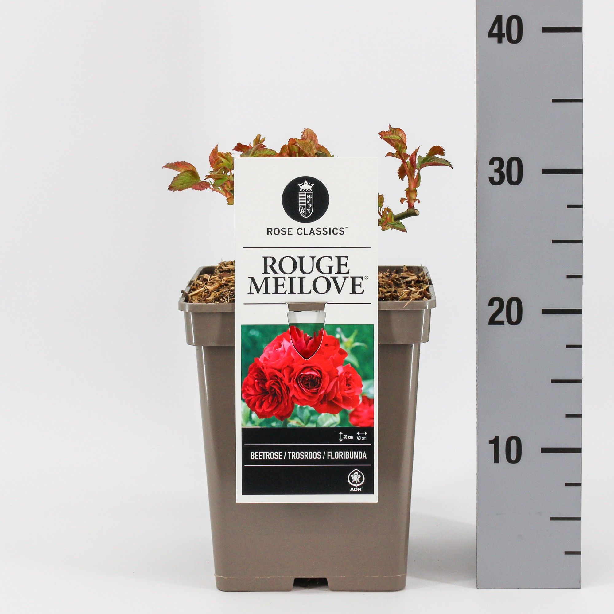 Rosa (F) Rouge Meilove ®, C5, D 23