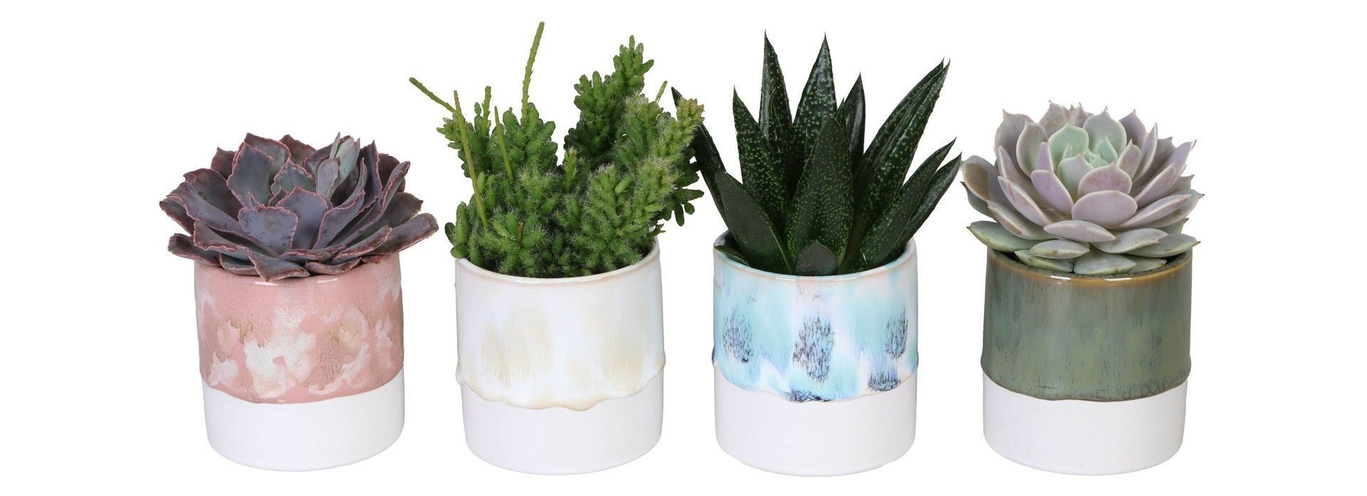 L 626 with Succulent Mix, D 6