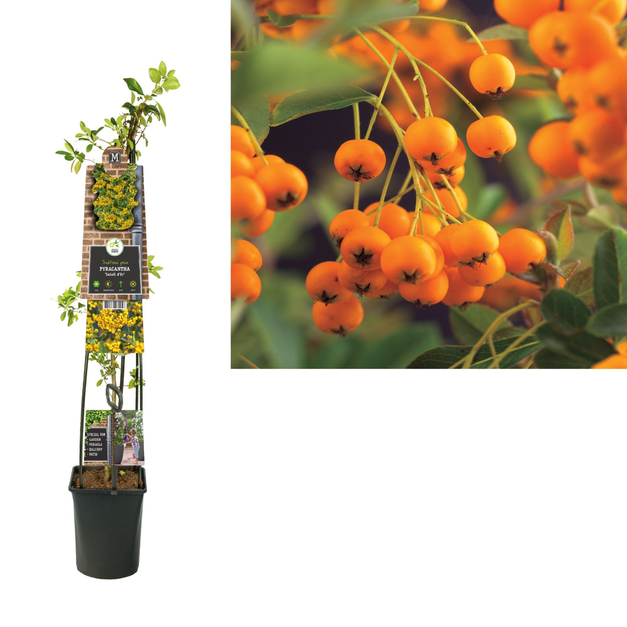 Pyracantha 'Soleil d'Or'+3.0 label, D 23 cm