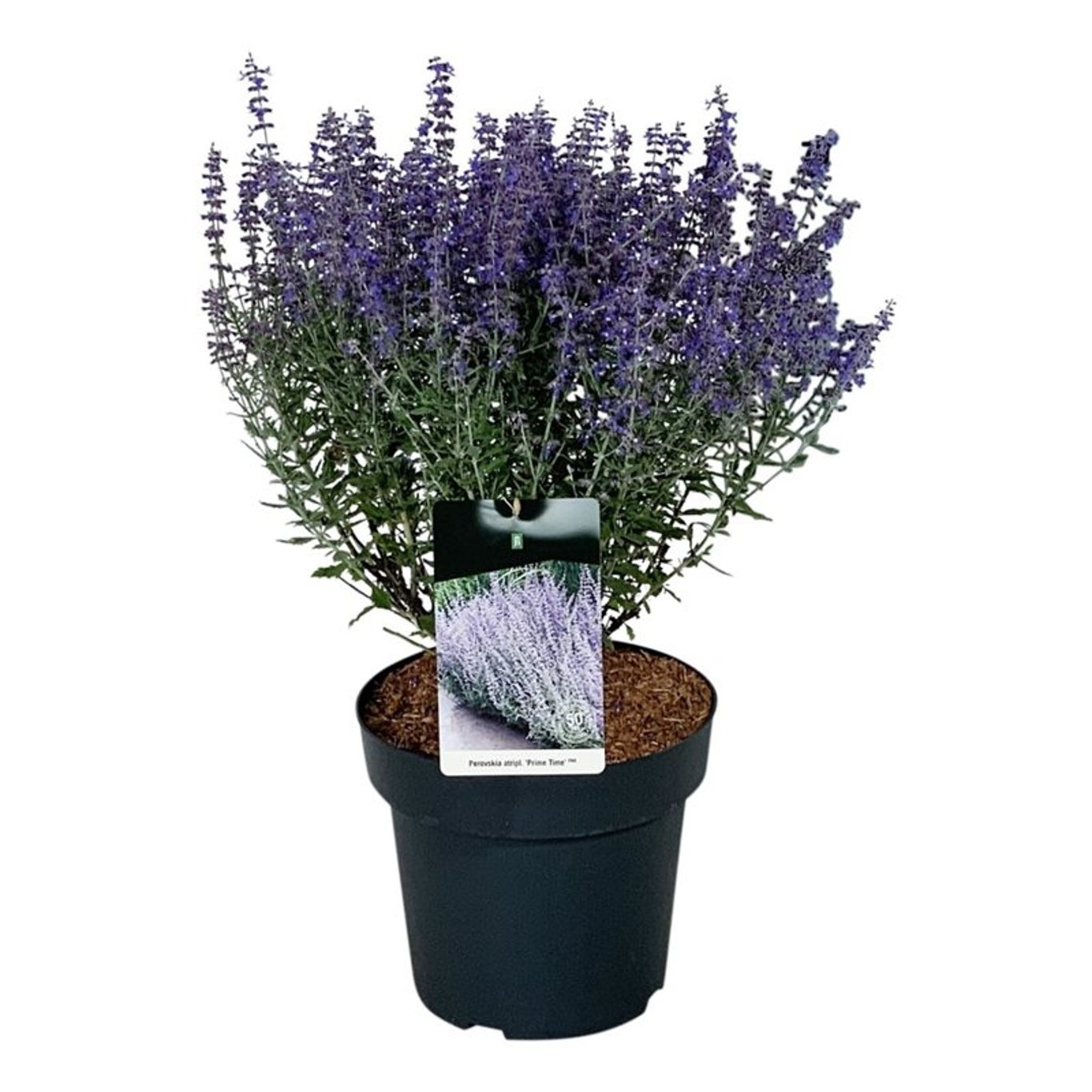 Perovskia atripl. 'Prime Time', D 32 cm