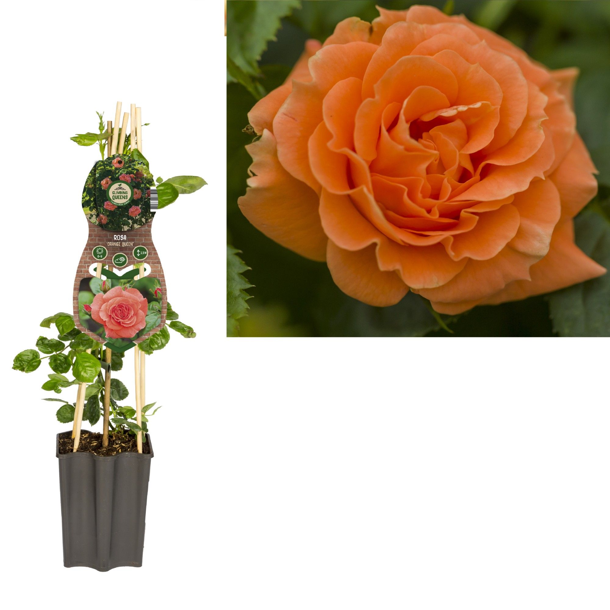 Rosa 'Orange Queen' +3.0 label, D 15