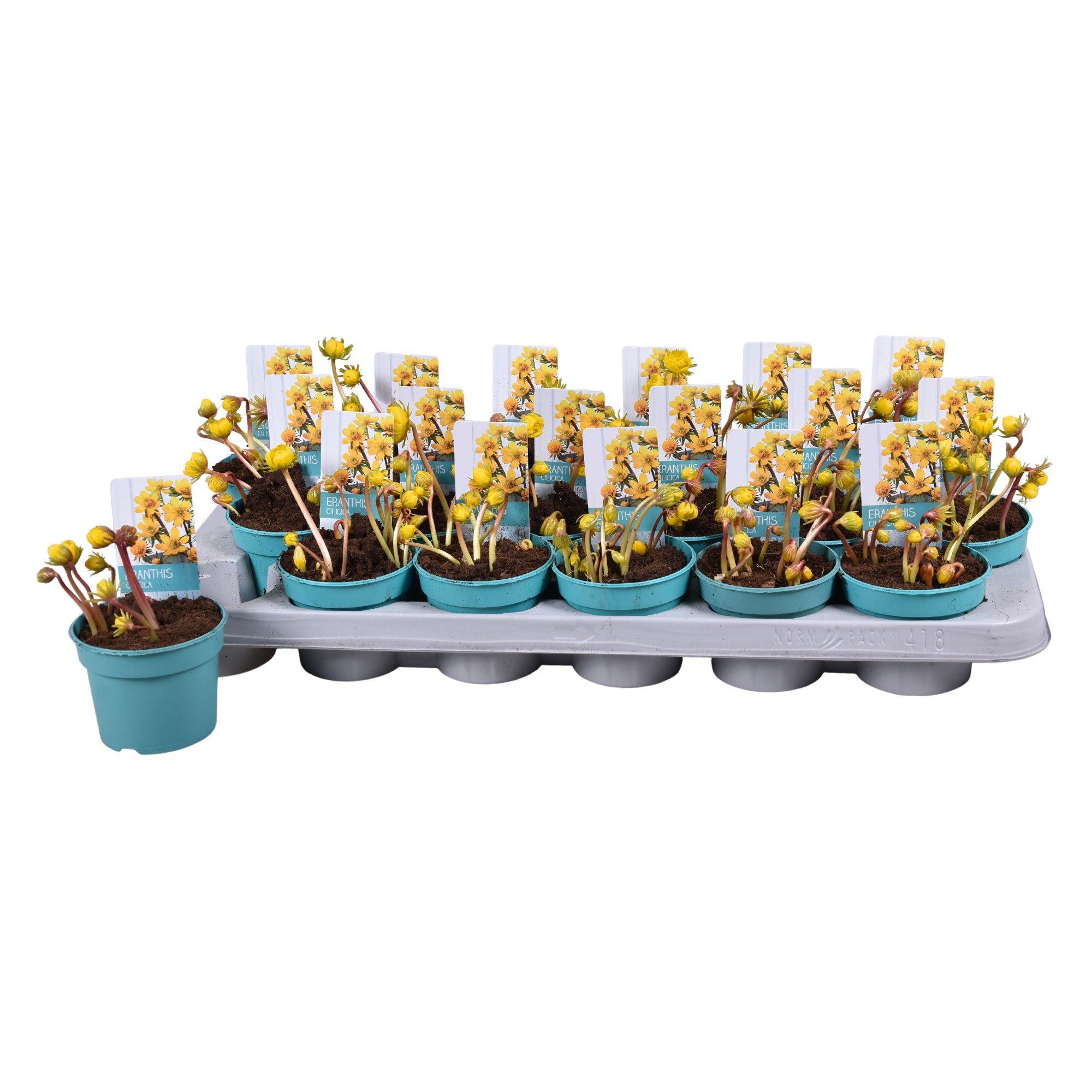 Eranthis 'Diamond Collection', D 9