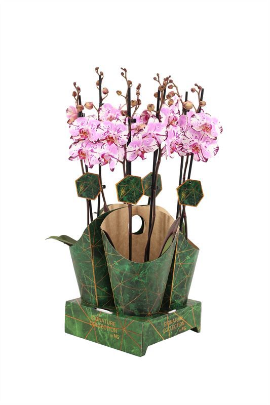 Potcover p12 golden nature Phal Signature Magic Art 2T16+, D 12