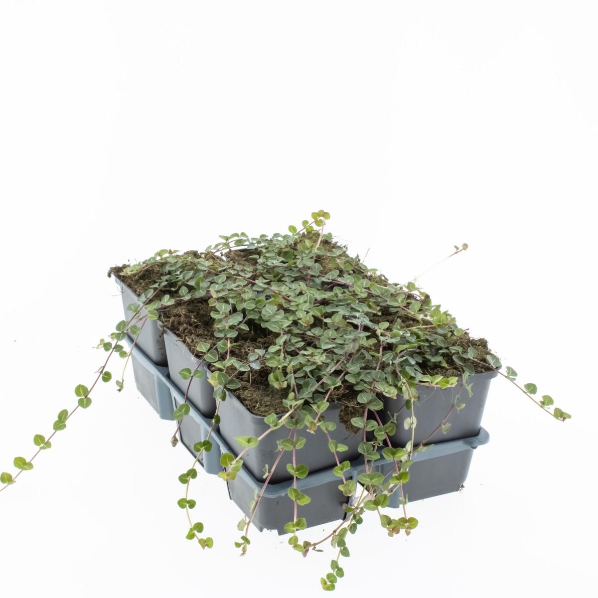 Mitchella repens, D 9